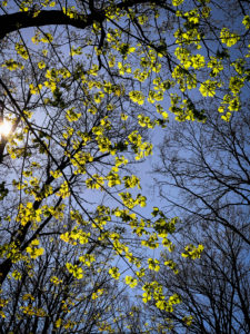 Laubbaum, Baum, blauer Himmel, Hamburg, Deutschland Laubbaum, Baum, blauer Himmel, Hamburg, Deutschland